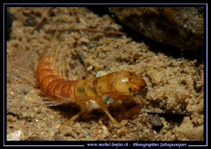 Encounter in Fernsteinsee : a lutaria larva Sialis (Alder... by Michel Lonfat 